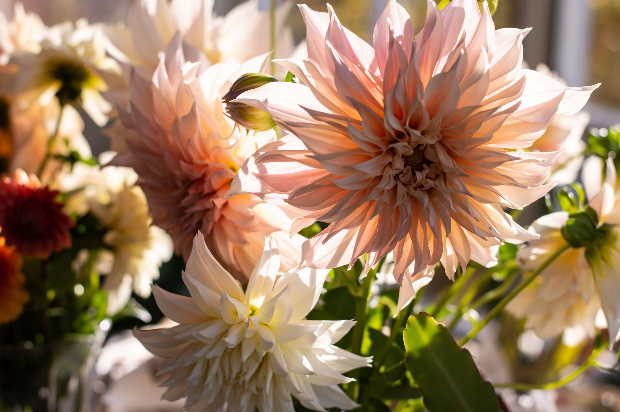 ECO-CONSCIOUS FLORAL DESIGN WITH TWIN DAHLIAS